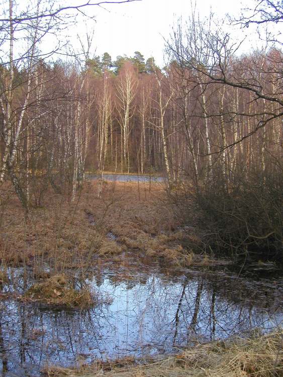 Sumpfgelände im Naturschutzgebiet Viehweide bei Obersteinbach (Bitte hier klicken um dieses Bild in seiner vollen Größe zu betrachten)