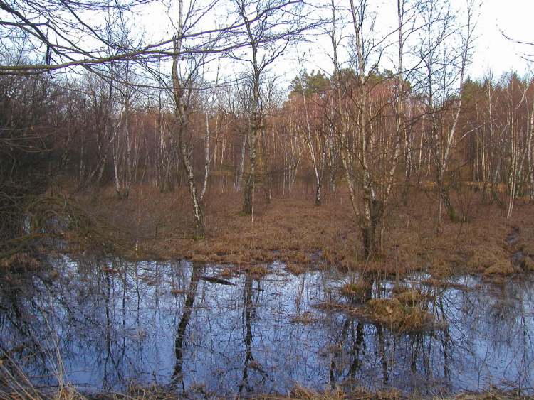 Wasser im Naturschutzgebiet bei Obersteinbach (Bitte hier klicken um dieses Bild in seiner vollen Größe zu betrachten)