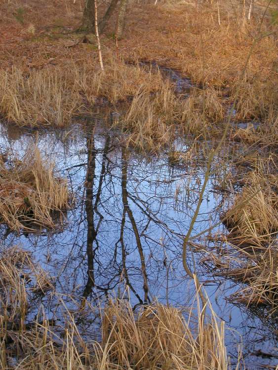 Sumpfwiesenstück (Bitte hier klicken um dieses Bild in seiner vollen Größe zu betrachten)