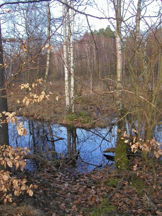 Versumpft im Naturschutzgebiet bei Obersteinbach (Bitte hier klicken um dieses Bild in seiner vollen Größe zu betrachten)