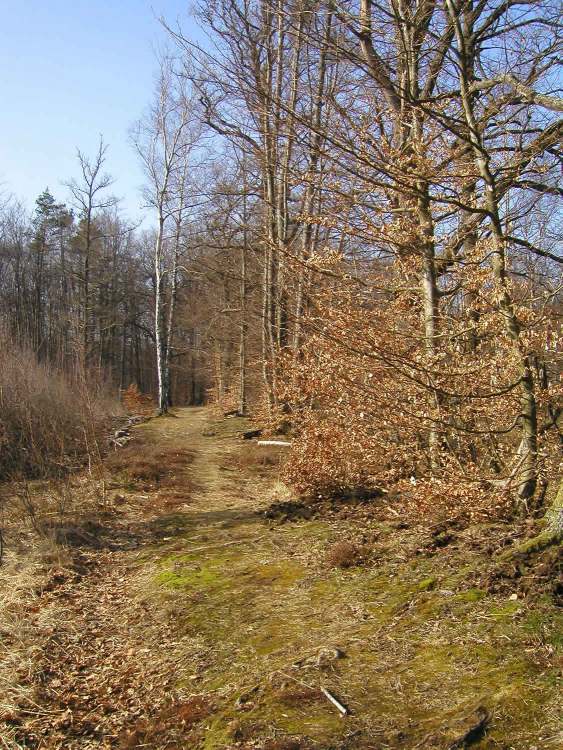 schön bewachsener Weg im Naturschutzgebiet bei Obersteinbach (Bitte hier klicken um dieses Bild in seiner vollen Größe zu betrachten)