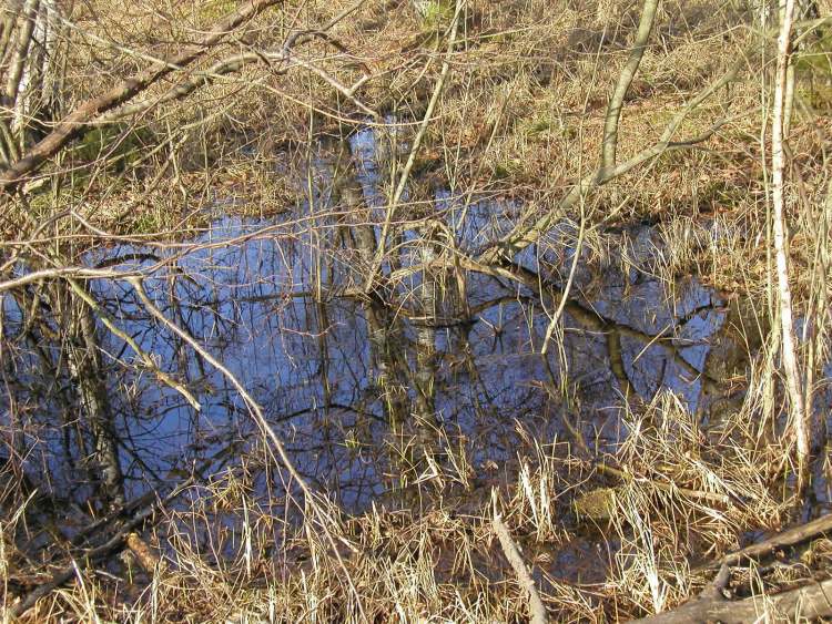 im Naturschutzgebiet bei Obersteinbach (Bitte hier klicken um dieses Bild in seiner vollen Größe zu betrachten)