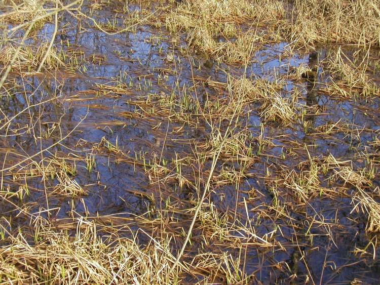Sumpf im Naturschutzgebiet bei Obersteinbach (Bitte hier klicken um dieses Bild in seiner vollen Größe zu betrachten)