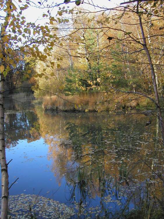 Herbstseespiegelung (Bitte hier klicken um dieses Bild in seiner vollen Größe zu betrachten)