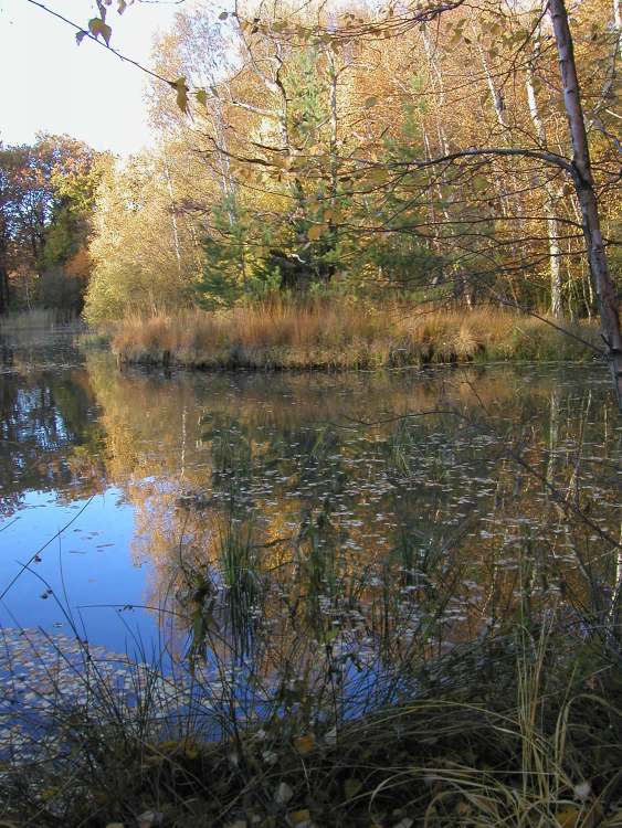 Naturschutzgebiet Viehweide bei Obersteinbach im Spätherbst (Bitte hier klicken um dieses Bild in seiner vollen Größe zu betrachten)