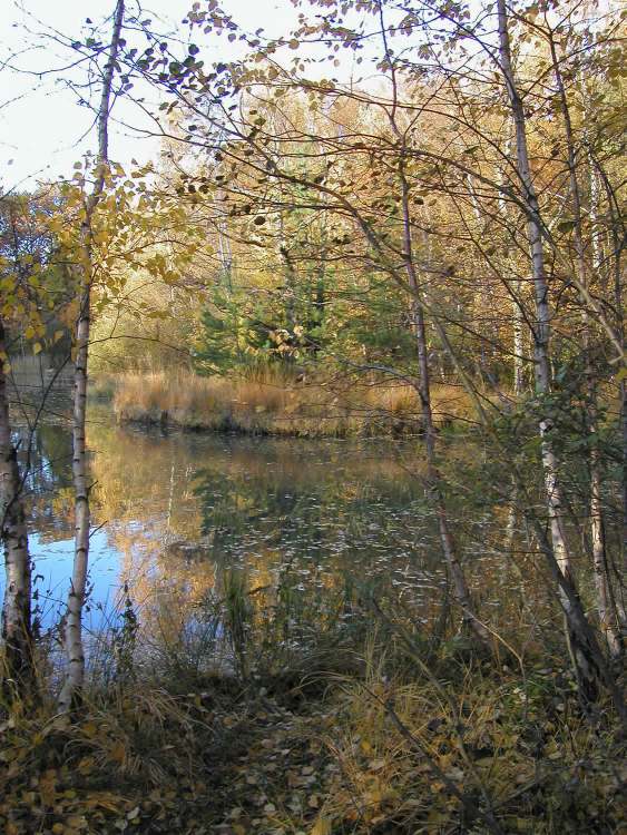 Naturschutzgebiet bei Obersteinbach im Spätherbst (Bitte hier klicken um dieses Bild in seiner vollen Größe zu betrachten)