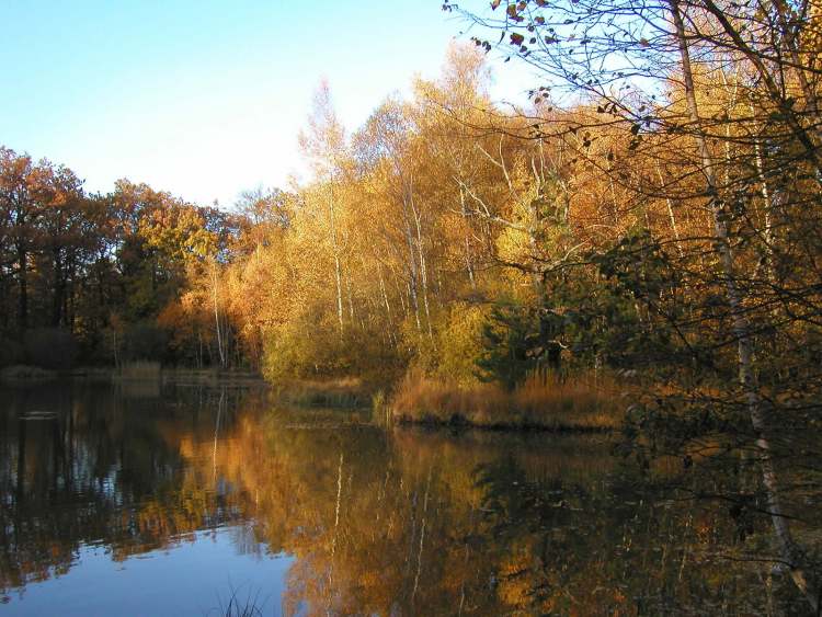 Herbstlicher See abends im Naturschutzgebiet bei Obersteinbach (Bitte hier klicken um dieses Bild in seiner vollen Größe zu betrachten)