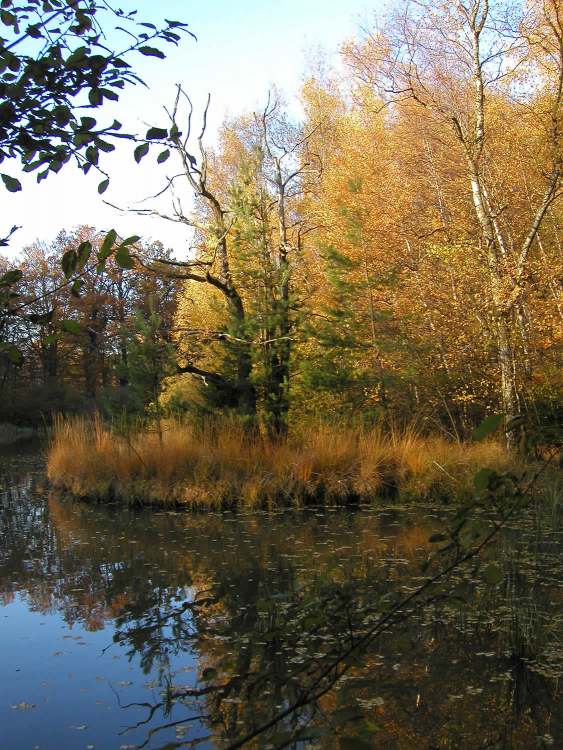 Seeinsel im Naturschutzgebiet bei Obersteinbach (Bitte hier klicken um dieses Bild in seiner vollen Größe zu betrachten)