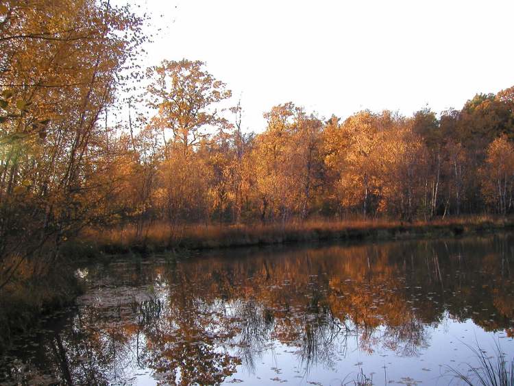 herbstlicher See im Naturschutzgebiet bei Obersteinbach (Bitte hier klicken um dieses Bild in seiner vollen Größe zu betrachten)