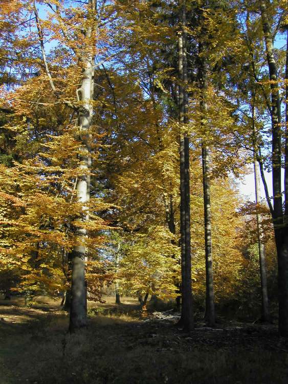 schöne hohe Bäume im Herbst (Bitte hier klicken um dieses Bild in seiner vollen Größe zu betrachten)