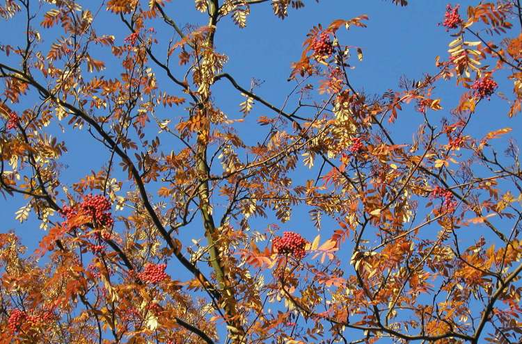 Herbststimmung im Naturschutzgebiet Viehweide bei Obersteinbach im Herbst (Bitte hier klicken um dieses Bild in seiner vollen Größe zu betrachten)