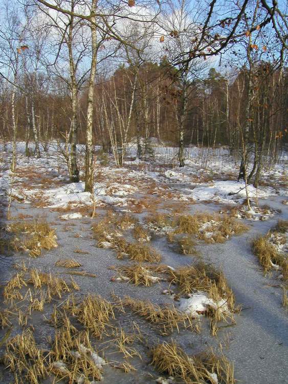 Naturschutzgebiet bei Obersteinbach im Winter (Bitte hier klicken um dieses Bild in seiner vollen Größe zu betrachten)