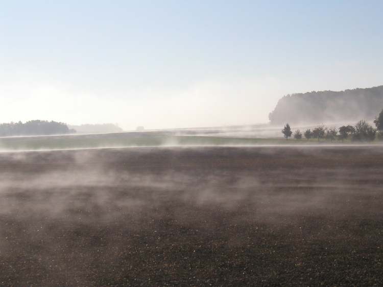 Nebel über Acker (Bitte hier klicken um dieses Bild in seiner vollen Größe zu betrachten)