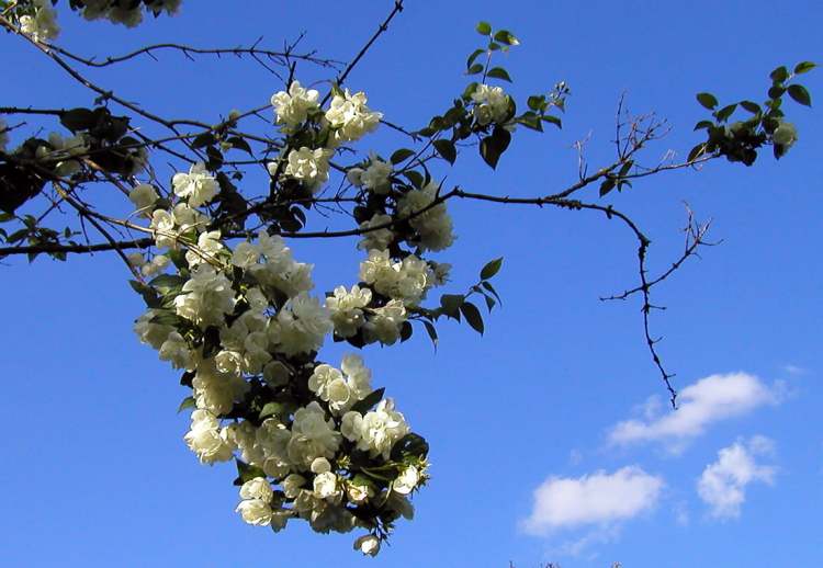 Philadelphus falscher Jasmin (Bitte hier klicken um dieses Bild in seiner vollen Größe zu betrachten)