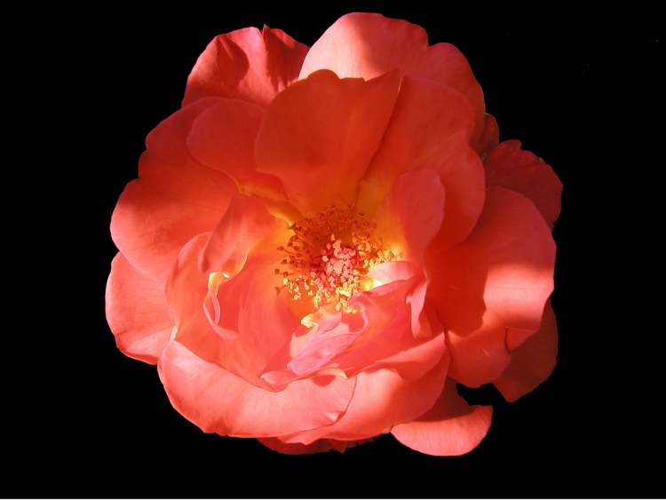 strahlende Rosenblüte (Bitte hier klicken um dieses Bild in seiner vollen Größe zu betrachten)
