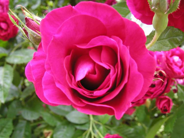 Rosenwelt (Bitte hier klicken um dieses Bild in seiner vollen Größe zu betrachten)