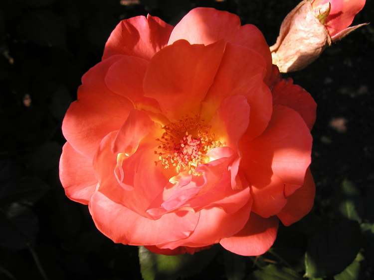 leuchtende Rose im Dunkel (Bitte hier klicken um dieses Bild in seiner vollen Größe zu betrachten)