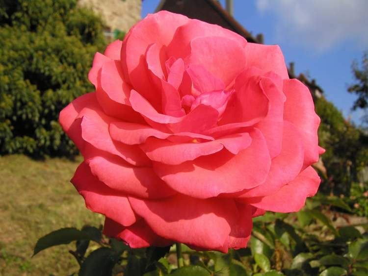 Rose im Sommer (Bitte hier klicken um dieses Bild in seiner vollen Größe zu betrachten)