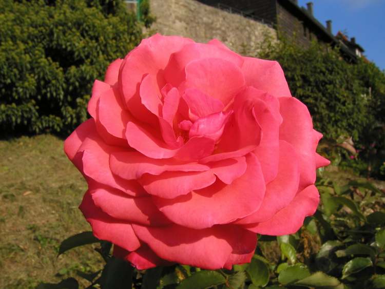 faltige Rosenblüte (Bitte hier klicken um dieses Bild in seiner vollen Größe zu betrachten)