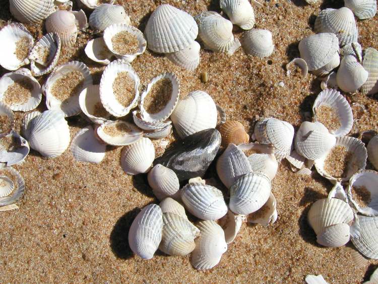 viele kleine Muscheln im Sand (Bitte hier klicken um dieses Bild in seiner vollen Größe zu betrachten)