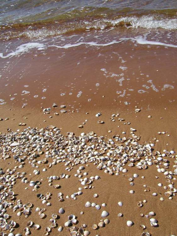 viele kleine Muscheln am schwedischen Strand (Bitte hier klicken um dieses Bild in seiner vollen Größe zu betrachten)