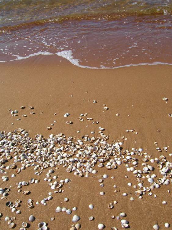 viele kleine Muscheln am Strand in Schweden (Bitte hier klicken um dieses Bild in seiner vollen Größe zu betrachten)