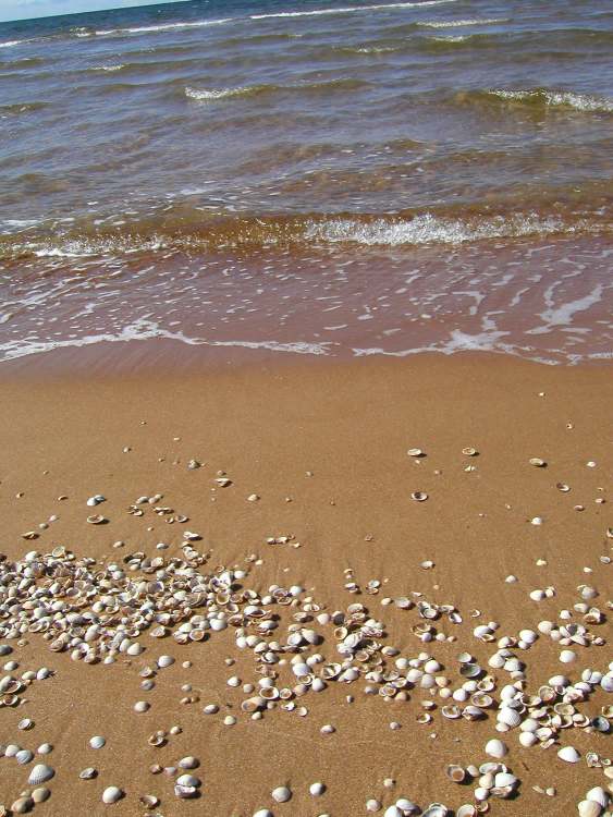 viele kleine Muscheln am Strand (Bitte hier klicken um dieses Bild in seiner vollen Größe zu betrachten)