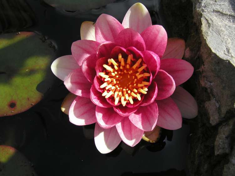 die Harmonie einer Seerosenblüte (Bitte hier klicken um dieses Bild in seiner vollen Größe zu betrachten)