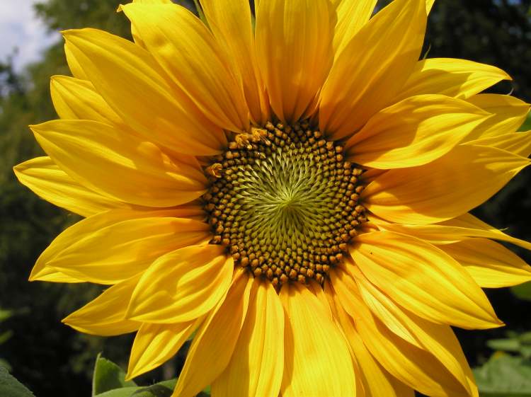 Sonnenblume  (Bitte hier klicken um dieses Bild in seiner vollen Größe zu betrachten)