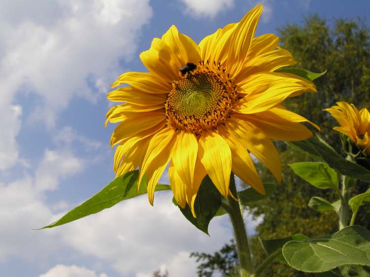 Sonnenblume mit fleißiger Hummel (Bitte hier klicken um dieses Bild in seiner vollen Größe zu betrachten)