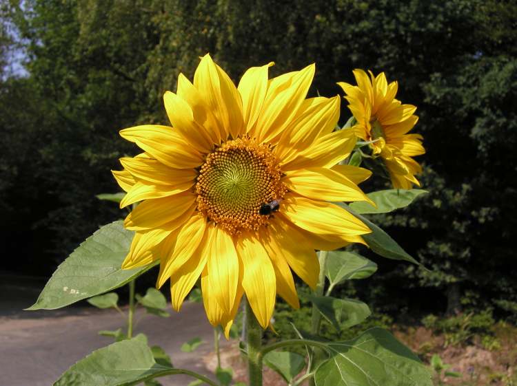 Sonnenblume am Wegesrand (Bitte hier klicken um dieses Bild in seiner vollen Größe zu betrachten)