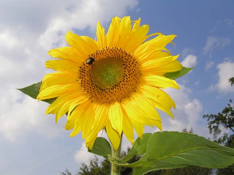 Sonnenblume mit Hummel (Bitte hier klicken um dieses Bild in seiner vollen Größe zu betrachten)