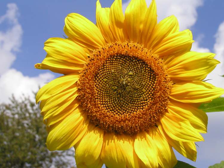 Sonnenblume mit ihren schönen gelben Blättern (Bitte hier klicken um dieses Bild in seiner vollen Größe zu betrachten)