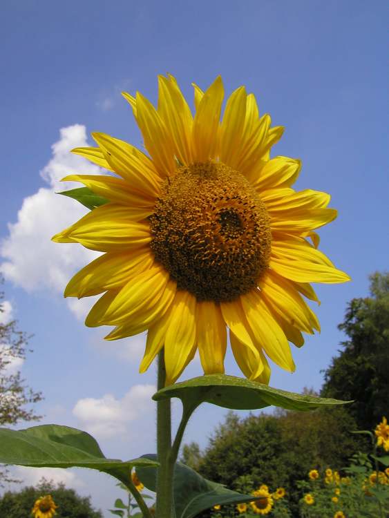 Sonnenblume im Sonnenblumenfeld (Bitte hier klicken um dieses Bild in seiner vollen Größe zu betrachten)