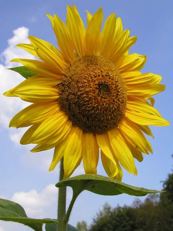 Sonnenblume im Sommer (Bitte hier klicken um dieses Bild in seiner vollen Größe zu betrachten)