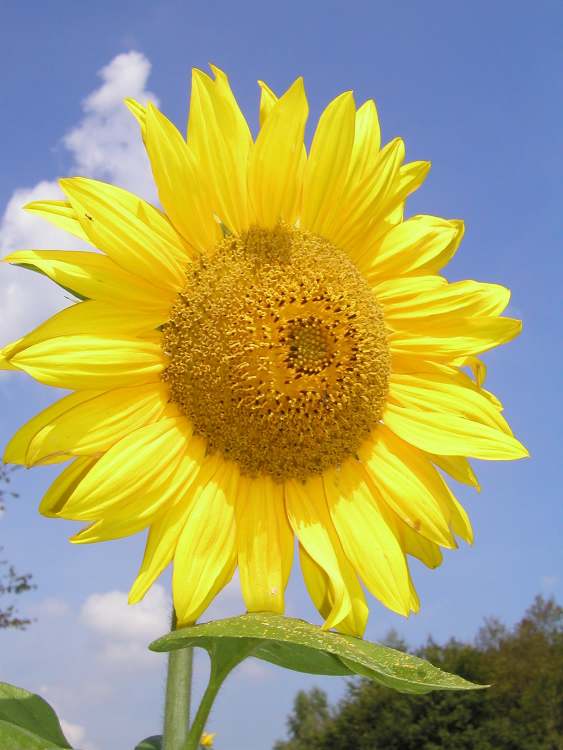 Sonnenblume im Hochsommer (Bitte hier klicken um dieses Bild in seiner vollen Größe zu betrachten)