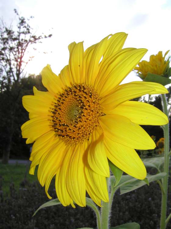 Sonnenblume bei windigem Wetter (Bitte hier klicken um dieses Bild in seiner vollen Größe zu betrachten)