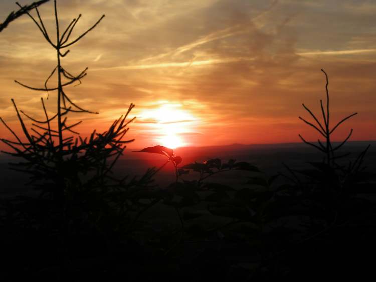 Sonnenuntergang und Tannenspitzen (Bitte hier klicken um dieses Bild in seiner vollen Größe zu betrachten)