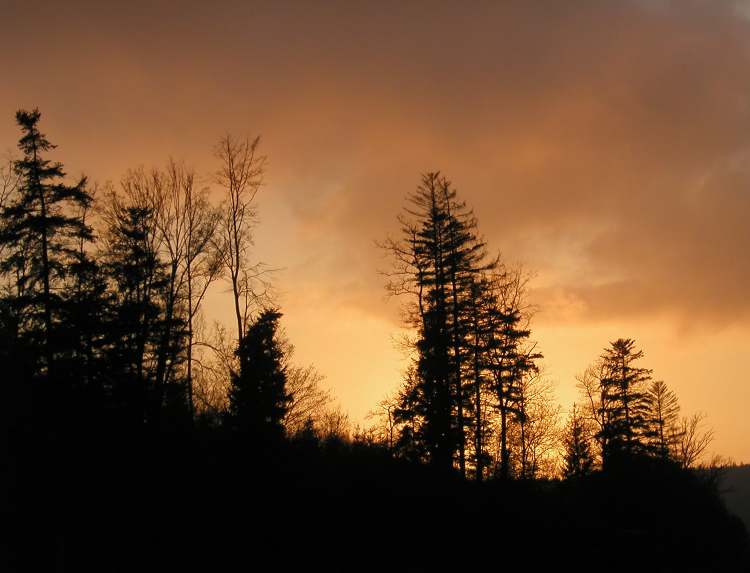 Sonnenuntergang im Mainhardter Wald  (Bitte hier klicken um dieses Bild in seiner vollen Größe zu betrachten)
