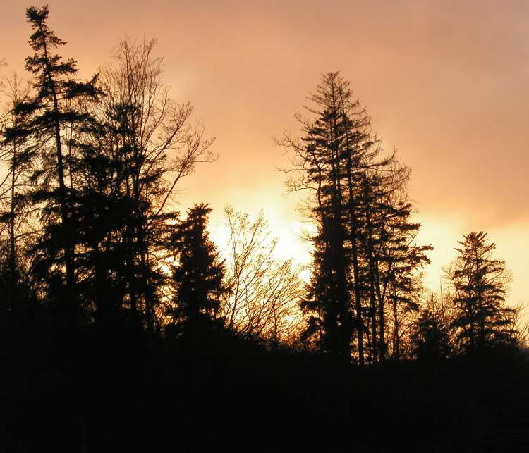feuriger Abendhimmel im Wald (Bitte hier klicken um dieses Bild in seiner vollen Größe zu betrachten)