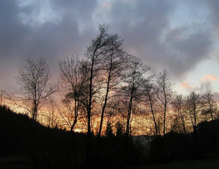 Sonnenuntergang mitten im Wald (Bitte hier klicken um dieses Bild in seiner vollen Größe zu betrachten)