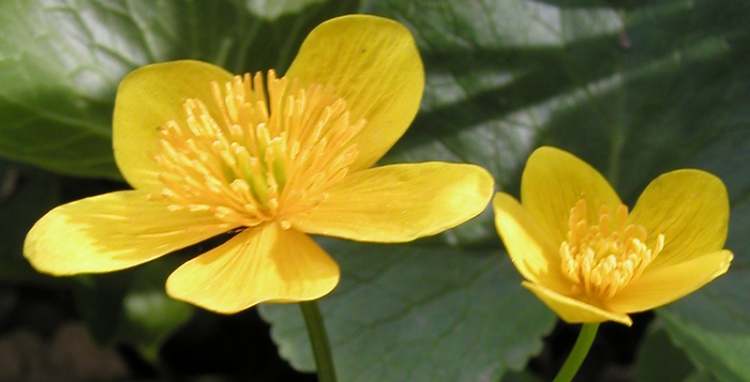 Sumpfdotterblumenblüten (Bitte hier klicken um dieses Bild in seiner vollen Größe zu betrachten)