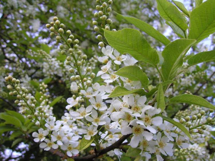 Traubenkirsche blüht im Frühling (Bitte hier klicken um dieses Bild in seiner vollen Größe zu betrachten)