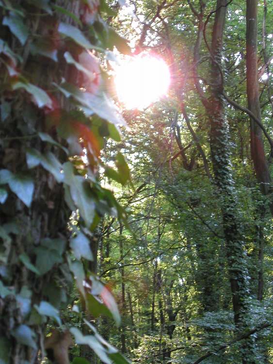 Sonne scheint durch den dichten Wald (Bitte hier klicken um dieses Bild in seiner vollen Größe zu betrachten)