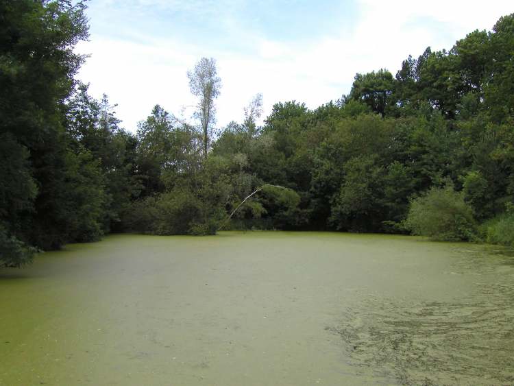 Wasserlinsen Waldsee (Bitte hier klicken um dieses Bild in seiner vollen Größe zu betrachten)