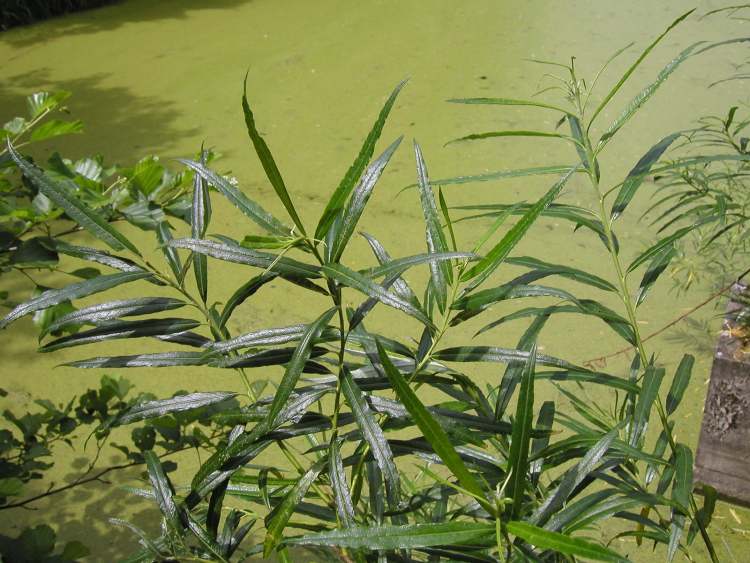 Waldsee mit Wasserlinsen (Bitte hier klicken um dieses Bild in seiner vollen Größe zu betrachten)