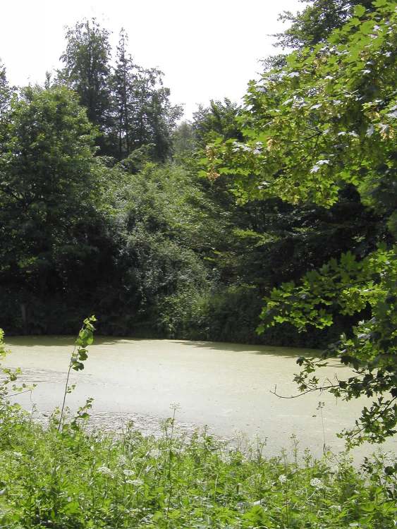 Waldsee bedeckt mit Wasserlinsen (Bitte hier klicken um dieses Bild in seiner vollen Größe zu betrachten)