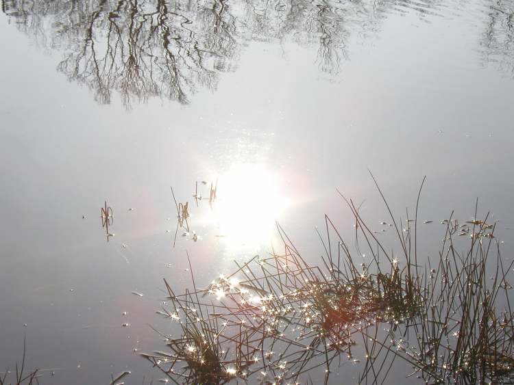 Gras im Wasser und Licht (Bitte hier klicken um dieses Bild in seiner vollen Größe zu betrachten)