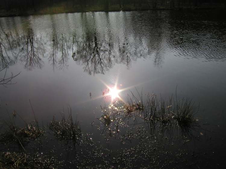 ein Licht im See (Bitte hier klicken um dieses Bild in seiner vollen Größe zu betrachten)