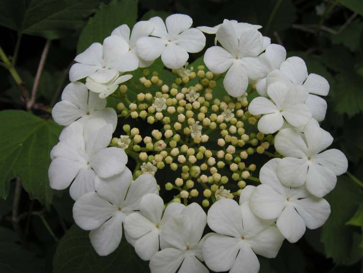 herrlich blühender Wasserschneeball Viburnum Opulus (Bitte hier klicken um dieses Bild in seiner vollen Größe zu betrachten)